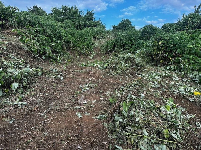 埼玉県坂戸市 蓄電所予定地 草木除去工事